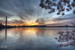 Sunrise over DC's tidal basin during the cherry blossom full bloom.